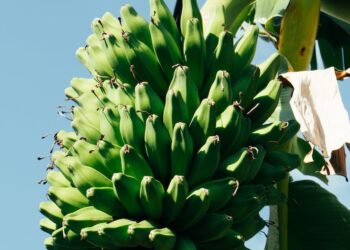 Pexels Photo 15507956